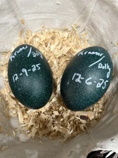 Emu Fertile Hatching Eggs Chance For White Blonde Or Standard Lot Of 2 Eggs