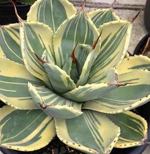 Agave Parryi Truncata "Lime Streak" - variegated