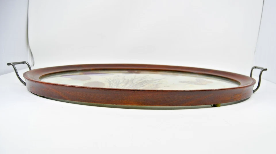 Antigua bandeja de madera victoriana hoja de mariposa diente de león cardo pelusa en vidrio 22" Foto 4 de 4