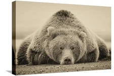 Stretched Canvas Print Deep Sleep by PHBurchett, 24" x 16"