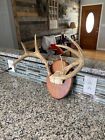 8 Point Whitetail Rack Skull Plate Mounted Taxidermy Antlers Cabin Man Cave