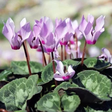 Easy to Grow Cyclamen Cilicium Hardy 3 Plant Bulbs, Shade Fall Winter Zones 5-9