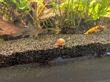 Ramshorn snails - mixed colors