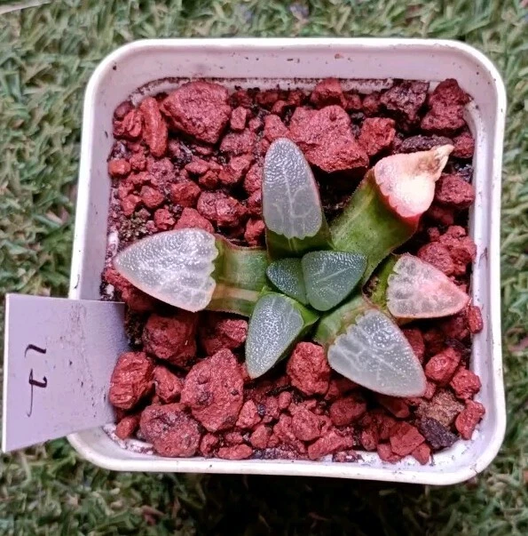 Haworthia correcta variegated, Plant #1 mature plant,very well Rooted Succulent
Opens in a new windo