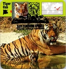 Dr Jim Stamps Maximum Card Amur Tiger Cub Save Vanishing Species Fdc