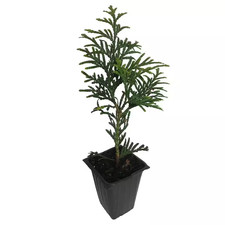 Green Giant Arborvitae, 4-Plants in 4-Separate 2.5 In. Containers 6 In. to 14 In