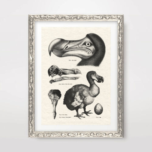 AFFICHE D'ART VINTAGE ILLUSTRATIONS DODO image de décoration scientifique antique - Photo 1 sur 3