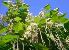 Southern Catalpa - Catalpa bignonioides - 20 fresh seeds - Fish bait cigar tree