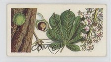 1966 Brooke Bond Trees in Britain Tea Horse Chestnut #16 0f3j