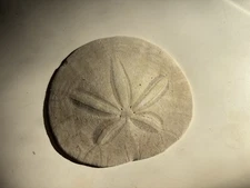 Sand Dollars From Cannon Beach, Oregon. Untreated Various Sizes