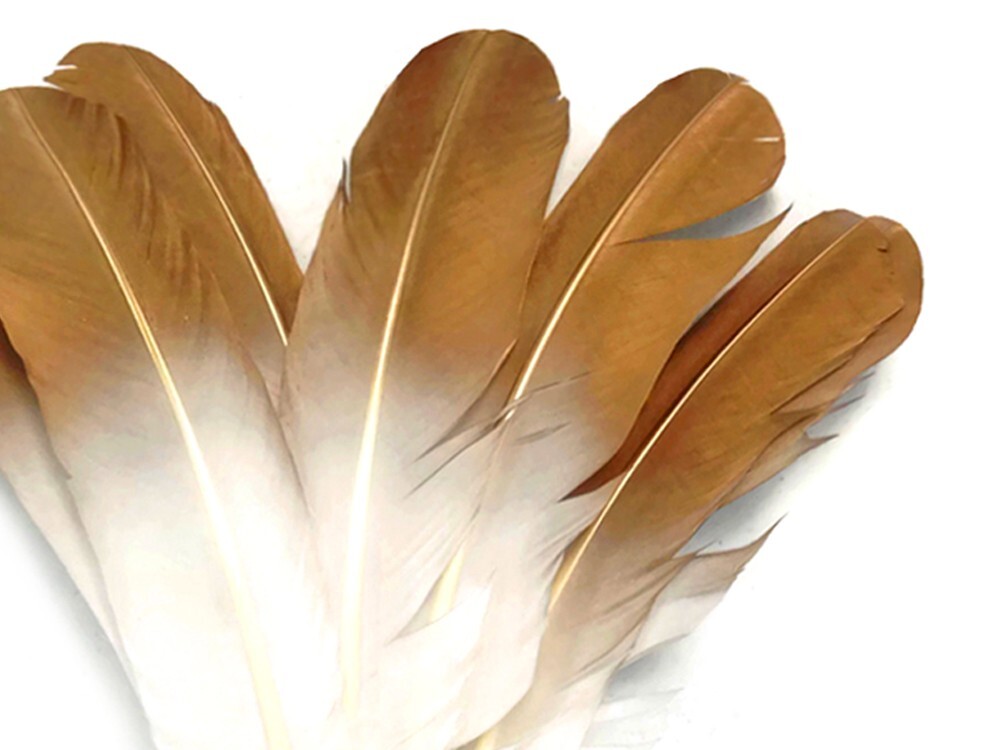 6 Feathers Gold Tipped Metallic Spray Painted White