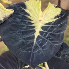 Colocasia Live Bulb Sunset Tuber New Hybrid Free Phytosanitary Certificate
