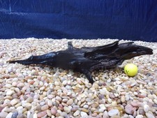 Medium Driftwood 05"x19"x08" Aquarium Terrarium Reptile Natural Art