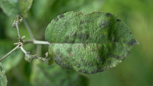 SYLLIT 65WP 45g FUNGIDAL CURLI SCABBE Blight LEAF FLECK - Bild 9 von 12