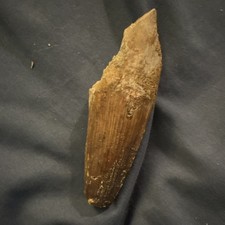 Large Fossilized Spinosaurus tooth 3-5 in 