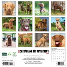 Willow Creek Press,  Just Chesapeake Bay Retrievers 2026 Wall Calendar, 12'' X 1