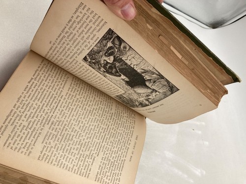 1889 The Story Of Man Hardcover Book With Intricate Silver Embossed Illustration - Picture 12 of 16