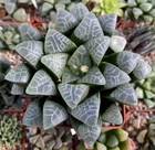 Haworthia bayeri -Japan-  10seeds harvest 2025