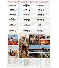 Game Fish Of Canada Poster 1960s-80s Double Sided Fishing Landscape 22x35" E46