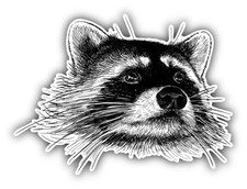 Raccoon Head Sketch Car Bumper Sticker Decal - ''SIZES''