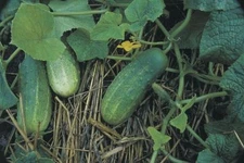 Cucumber Seed: Calypso Pickling Cucumbers Fresh Seed