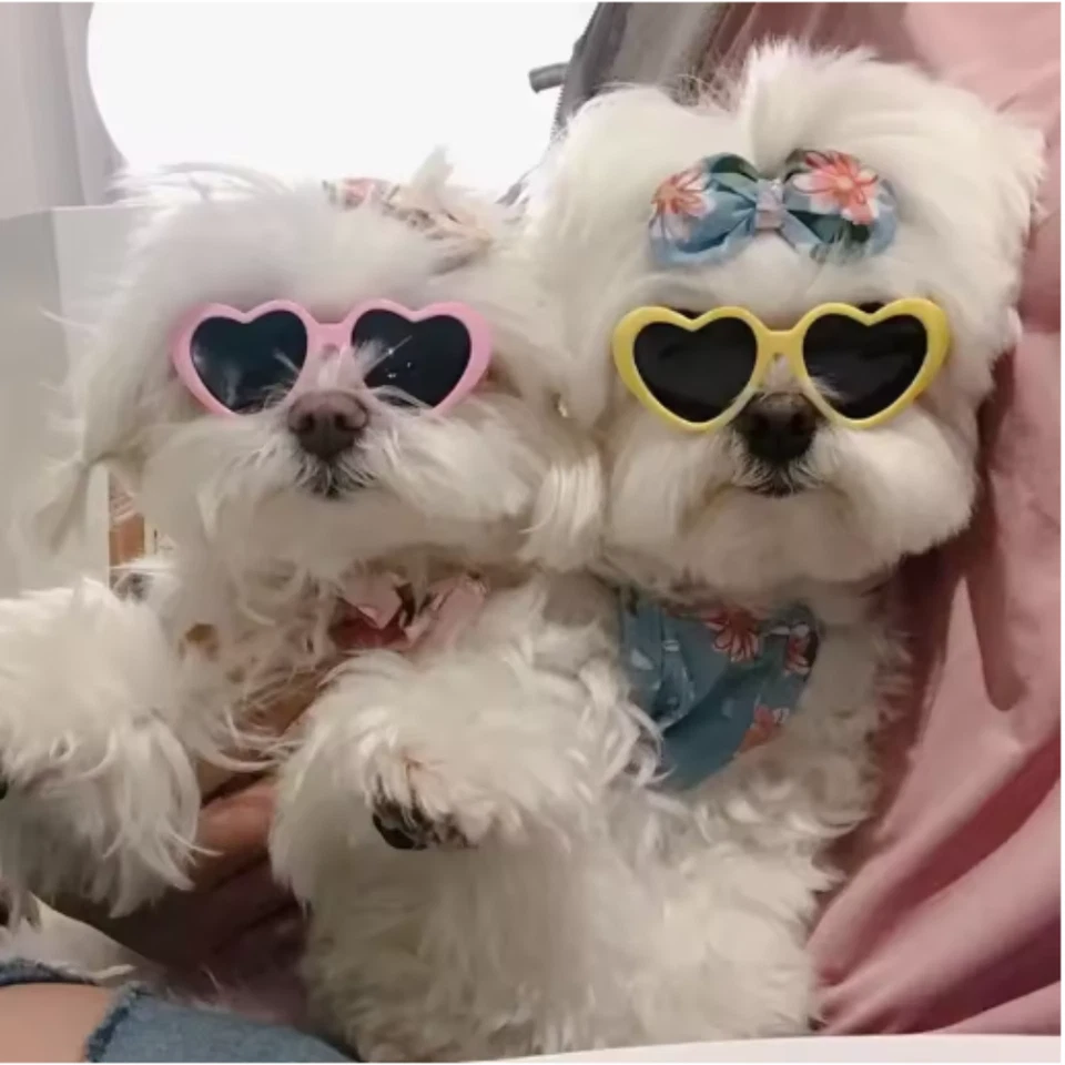 Gato Perro Gafas de sol en forma de corazón Suministros para mascotas Accesorios Gafas Gafas Gafas Foto 3 de 4