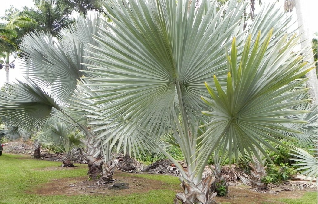 Bismarckia nobilis. Bismarck Palm. Silver Palm. Palma Azul. Palma Plateada. Palm