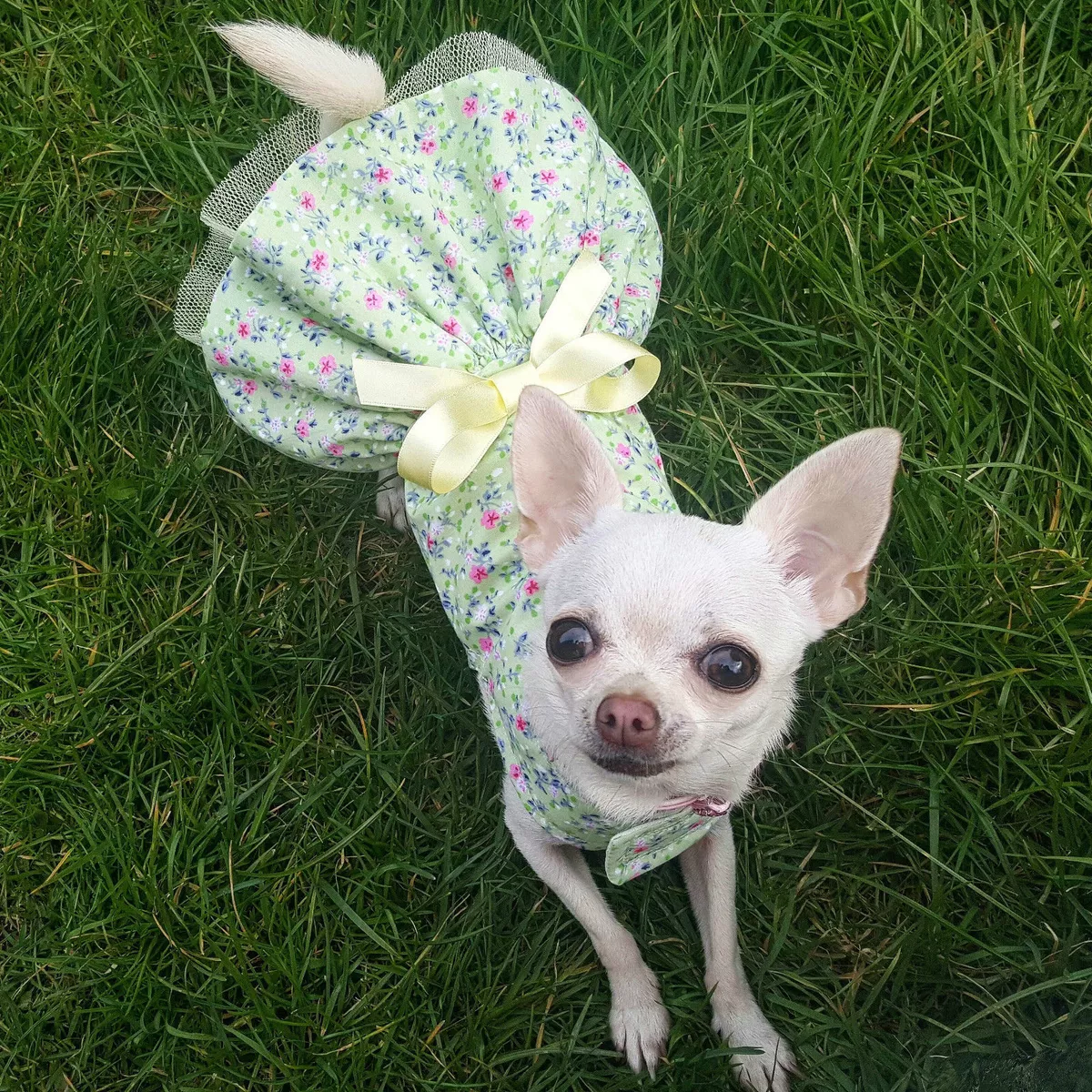 Little top dog dresses