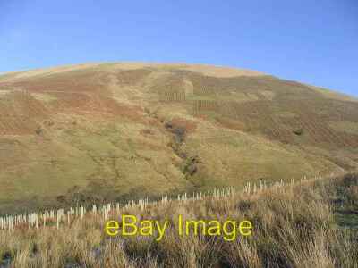 Photo 6x4 Tree planting on White Hill Arkleton Rows of tree saplings have c2007