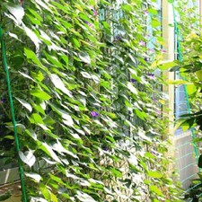 Trellis Netting Plant Support Net For Climbing Plants Vegetables Fruits Vine BL