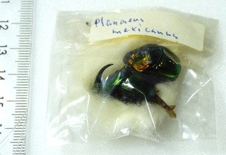 ENTOMOLOGIE KÄFER: 1 KÄFER A /A2 no data