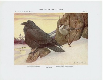 1914 New York Offset Lithograph Fuertes Northern Raven and Canada Jay