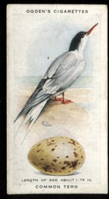 Tabakkarte, Ogdens, Britische Vögel & ihre Eier, 1939, Gemeine Seeschwalbe, #43