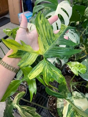 HOUSE PLANTS Rare Florida Beauty Philodendron: Variegated Rooted Cuttings - Discounted Tropi