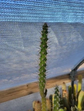 Harrisia adscendens (with locality?) (cactus - succulent - plant)