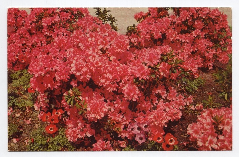 1960s? Chrome - CLOSEOUT - Red Azaleas of Louisiana