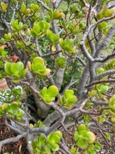 Jade Plant Deep Green Bonsai Succulent Fresh 3 Cuttings