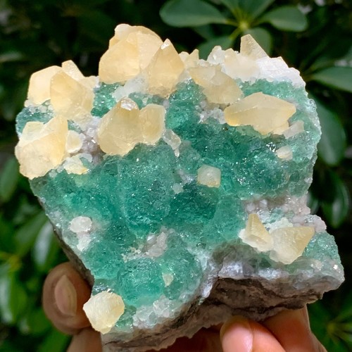 374G Rare transparent GREEN cubic fluorite mineral crystal sample/China - Picture 7 of 14