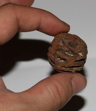 Metasequoia PINE CONE - Dinosaur Age Hell Creek Cretaceous Fossil  Giant Monster