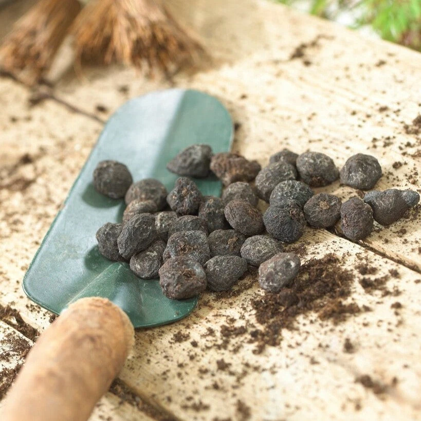 Fácil de cultivar anémona blanda aleteo mezcla 60 bulbos de plantas flores de primavera Foto 4 de 4