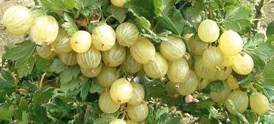 Pianta di Uva Spina. 2 colori a scelta: bianca e rossa. frutti di bosco in vaso - Immagine 3 di 4