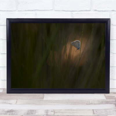 Makro Natur Schmetterling Commonblue Tier dunkles Moor gewöhnlich blau Wandkunstdruck