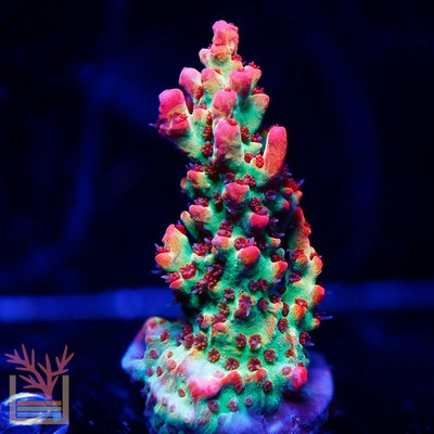 PC Bloody Mary Acropora Frag Zoanthids SPS LPS Corals, 1 Inch