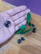 BAY LEAF TREE SEEDS X 35 SEEDS - BUY 1