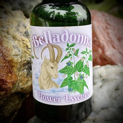 Belladonna Flower Essence Embodiment Anger Mood Fear  Motivation Capricorn Moon
