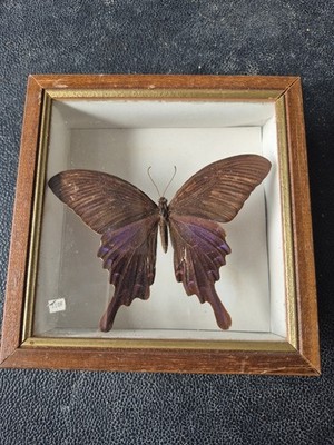 3D Rahmen Schmetterling naturalisiert Papilio Bianor Formose Kuriositätenkabinett Vintage