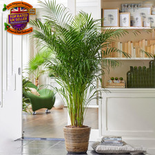 Areca Palm Large Indoor House Plant Real Tropical Exotic Evergreen Tall Plants