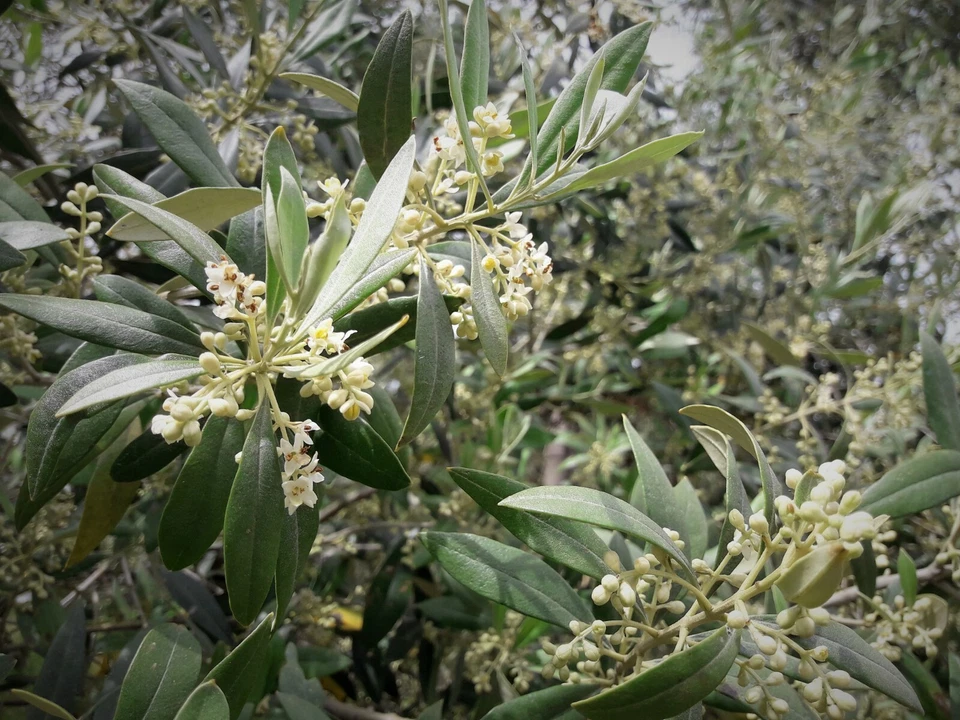 5lt Greek Thassos Pure Organic Extra Virgin Olive Oil High Phenolic Cold Pressed - Image 3 of 4