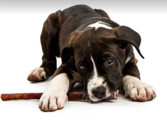 6" inch Black Angus JUMBO THICK BULLY STICKS natural dog chews treats USA SOURCE - Image 3 of 4