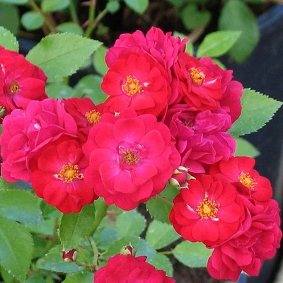 MESARBUSTES.COM Rosa 'Fairy Dance' - Rosier polyantha paysager rouge cœur jaune parfumé